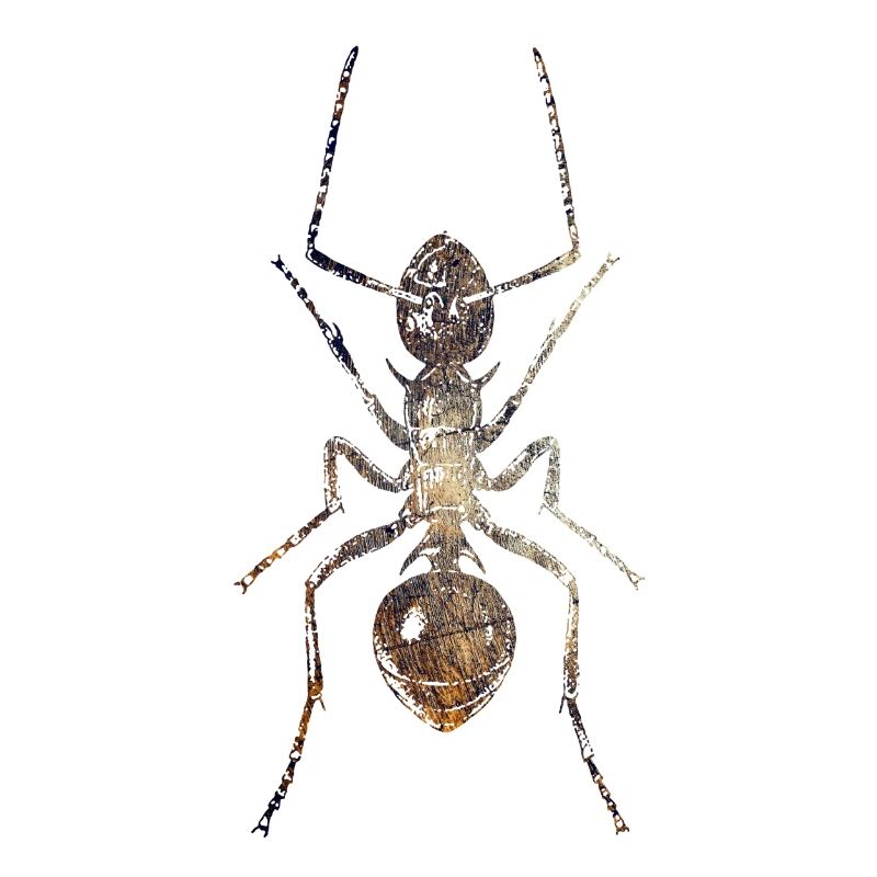 Ant