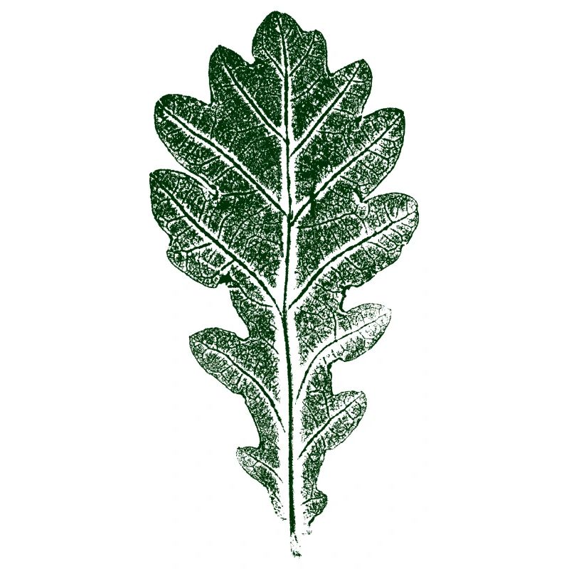 Eichenblatt / BLATT / EICHE Natur & Wald