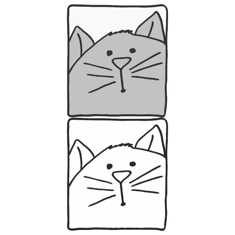 Chat gris et blanc