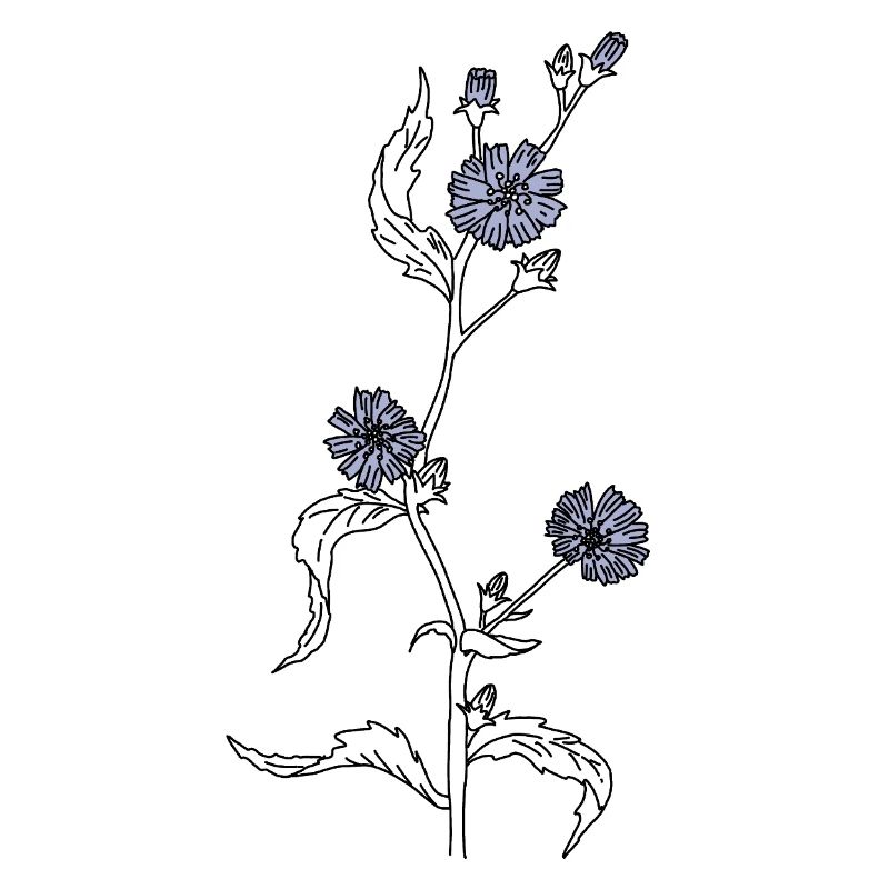 Blume Wegwarte