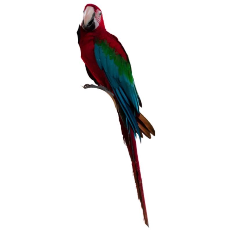 Longue queue d’ara