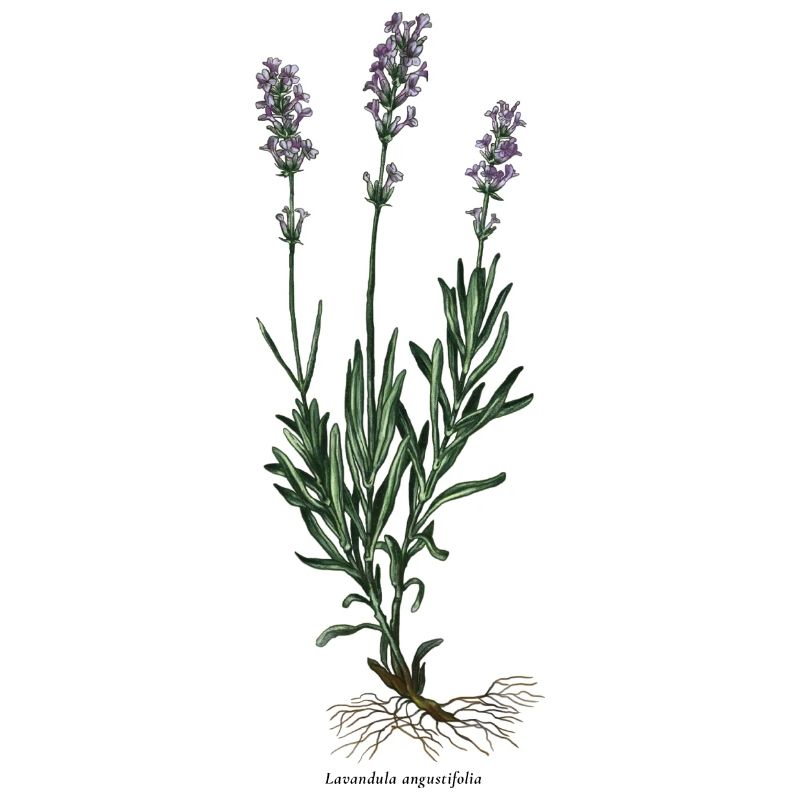 Lavendel