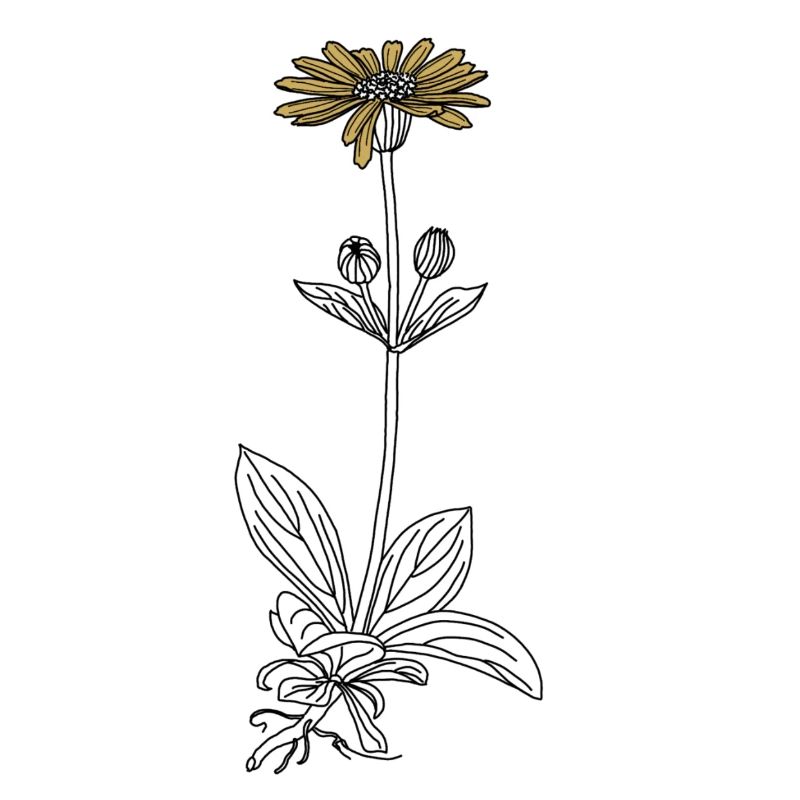 Blume Arnika