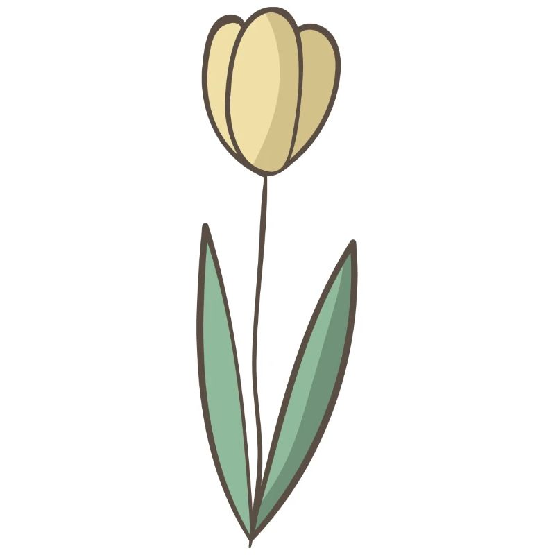 tulipe