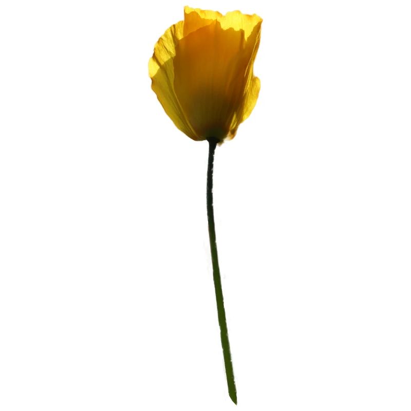 gelbe Mohnblume Mohn