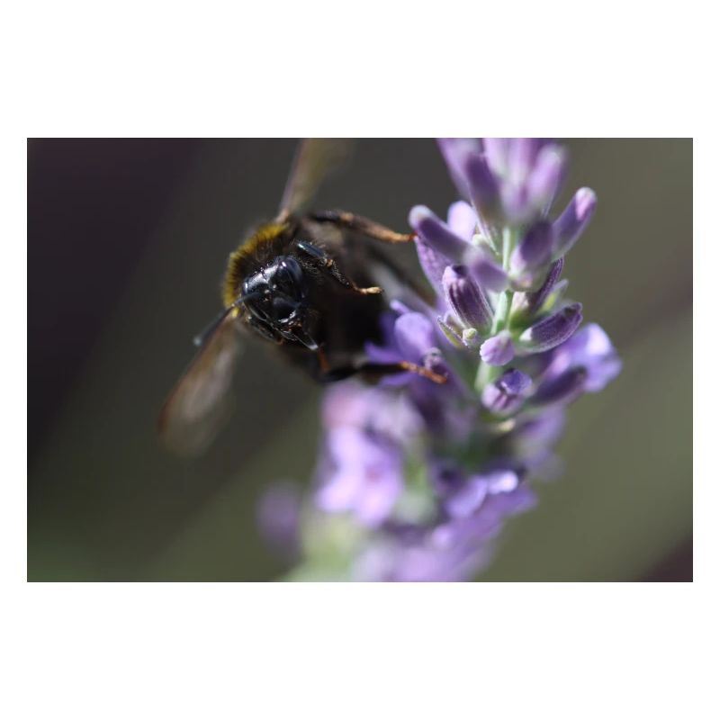 Biene lavendel Lavendelblüte