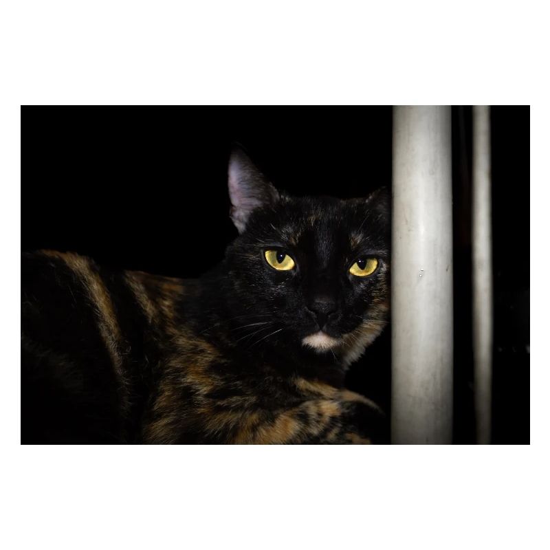 le chat noir