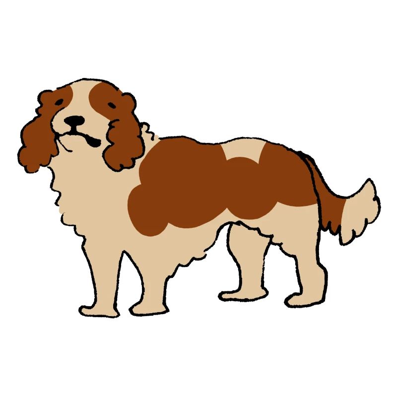 Cavalier King Charles Spaniel
