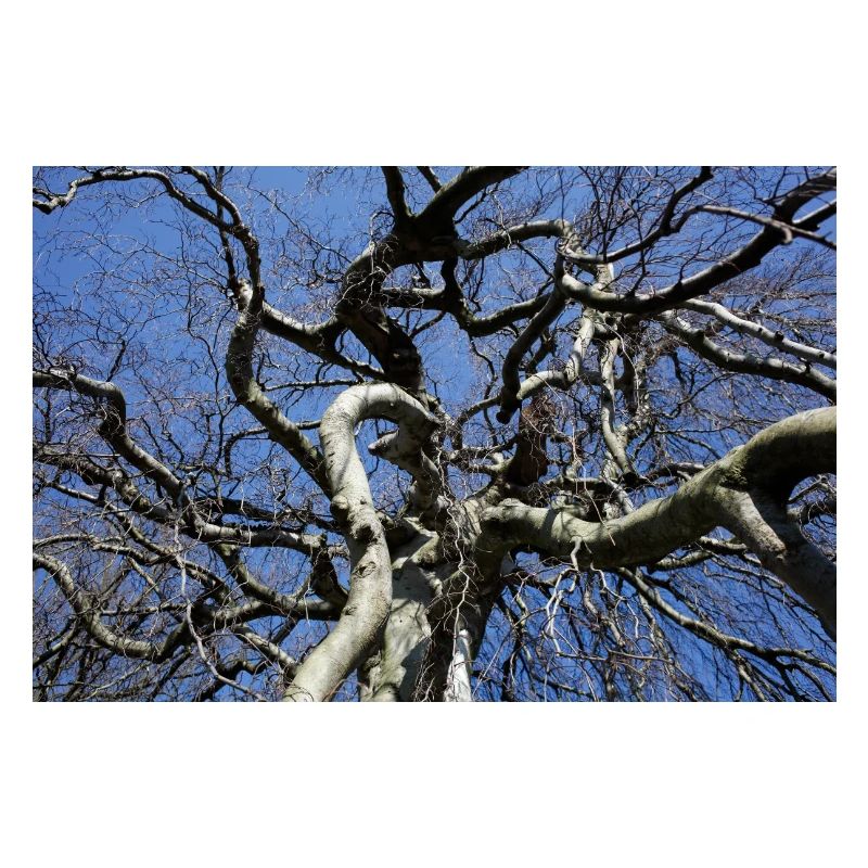 Kahler Baum
