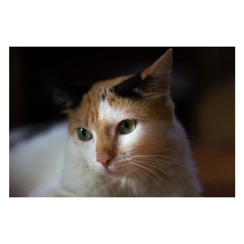 Die Katze