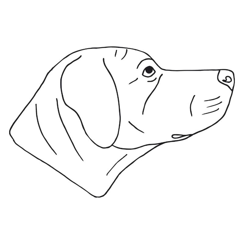 Rhodesian Ridgeback