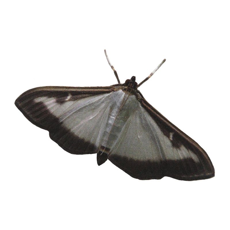 box tree moth