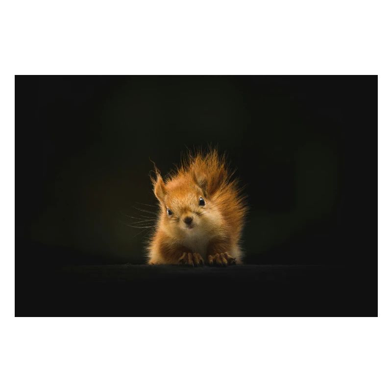 Flauschiges Eichhörnchen Lichtblick