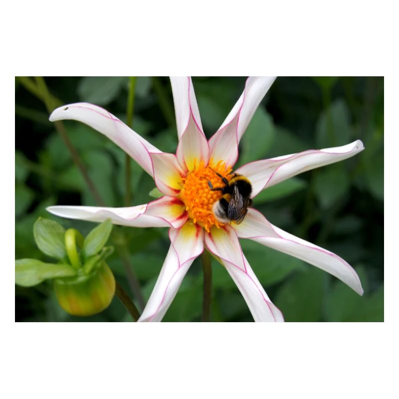 Fleur avec bourdon