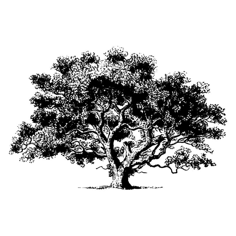 Arbre d'été