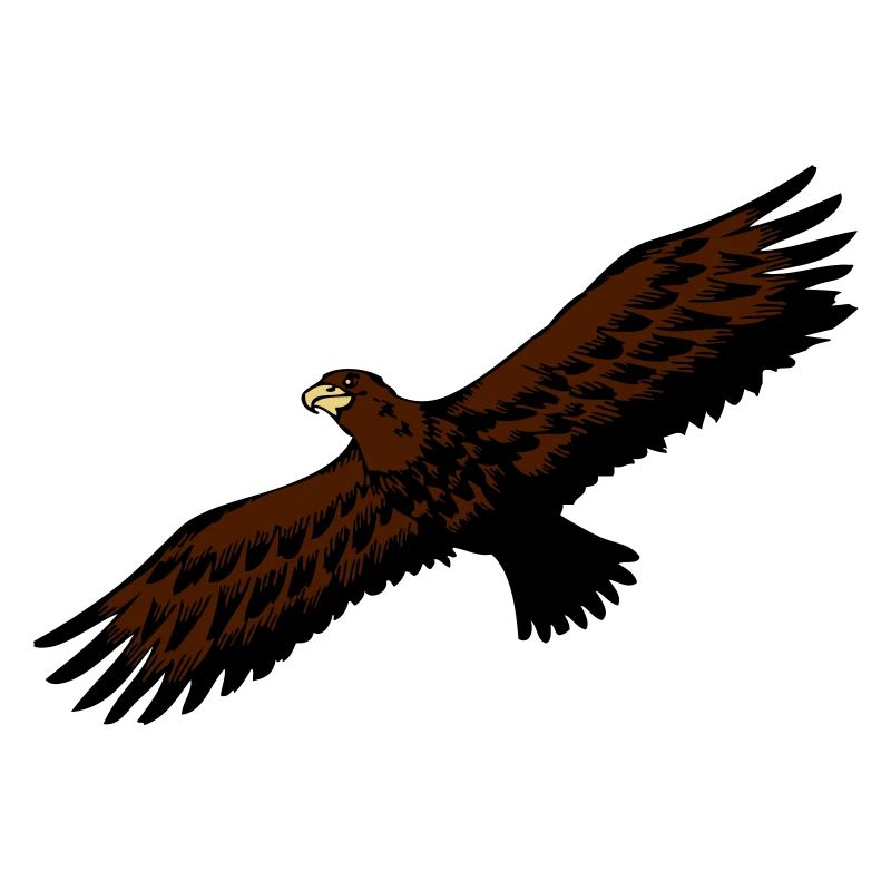 Adler vogel fliegen anmut raubvogel