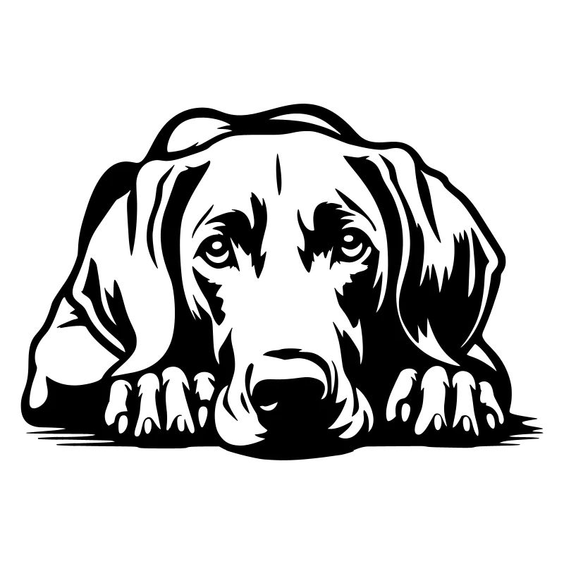 Weimaraner