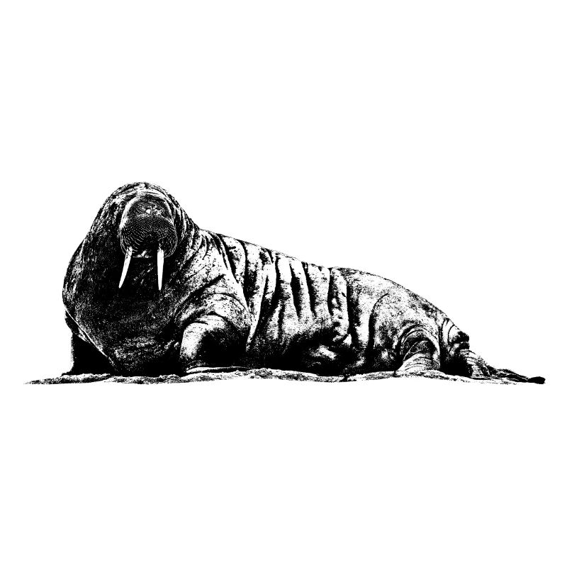 Walrus Graphic