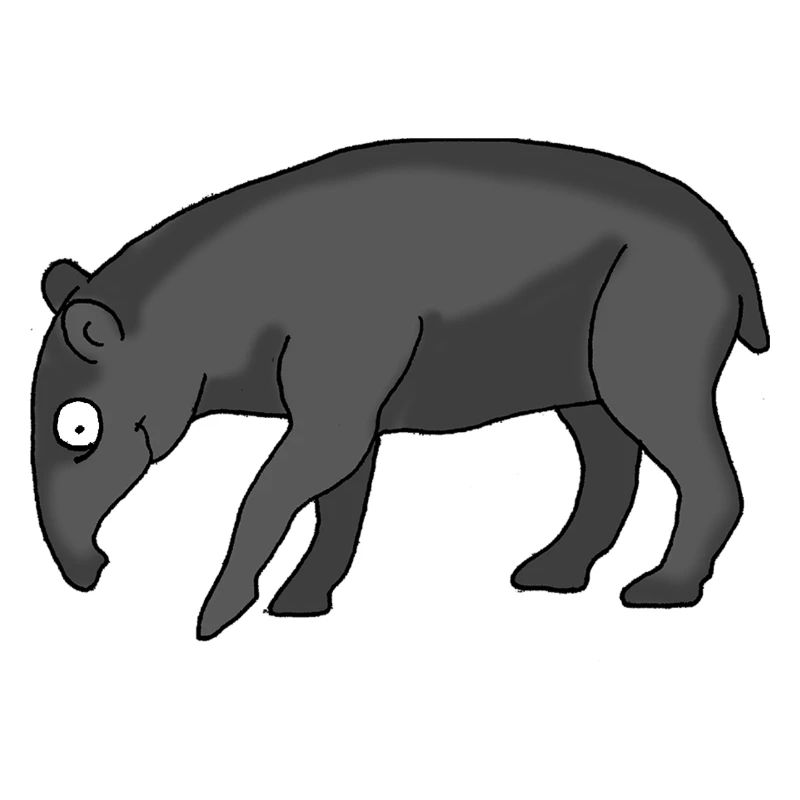 Nasenbär