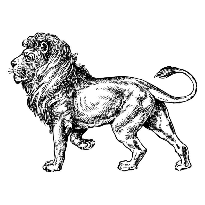 Big lion black and withe