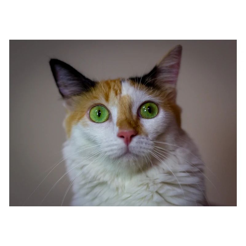 Die Katze mit dem süßen Look
