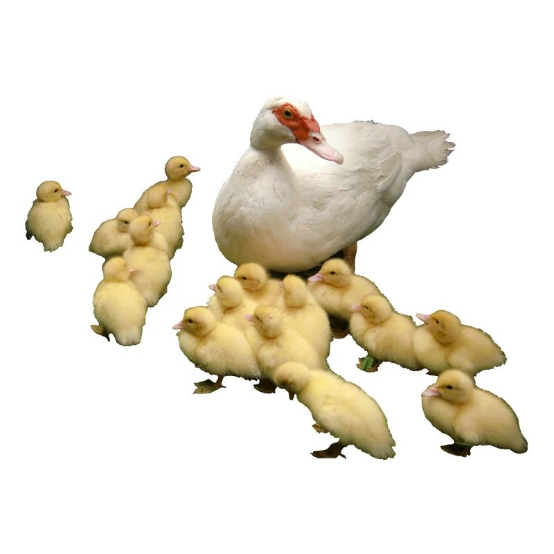 Flying duck with chicks