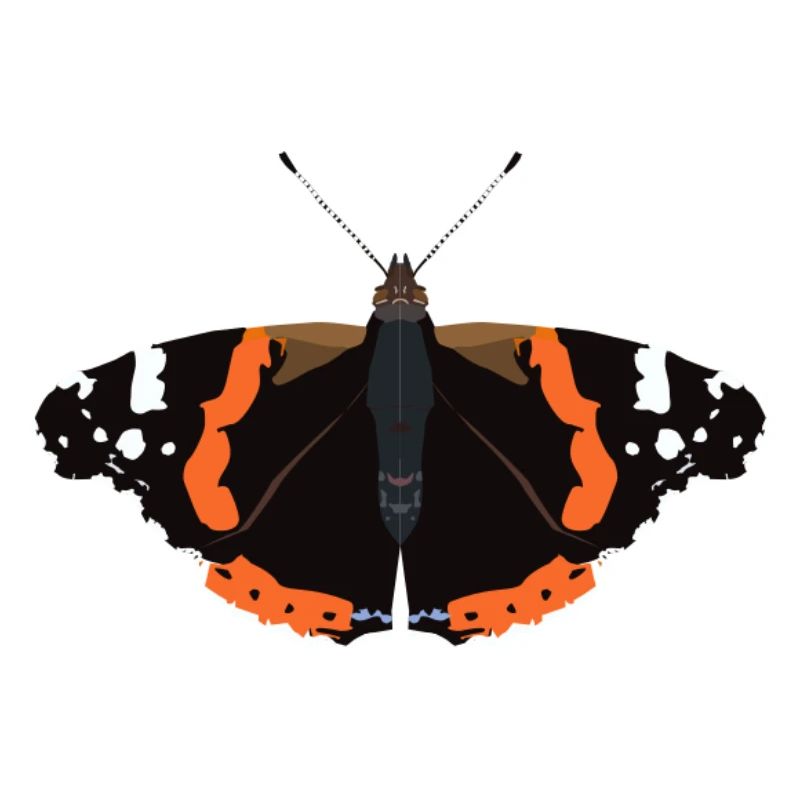 Schmetterlinge: Der Admiral