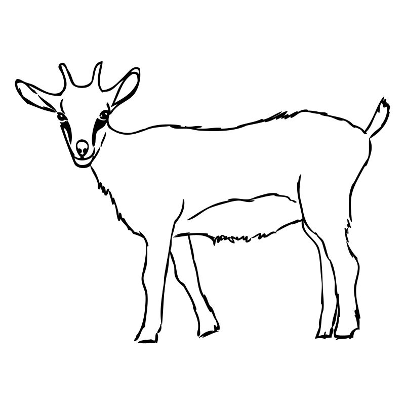 Ziege