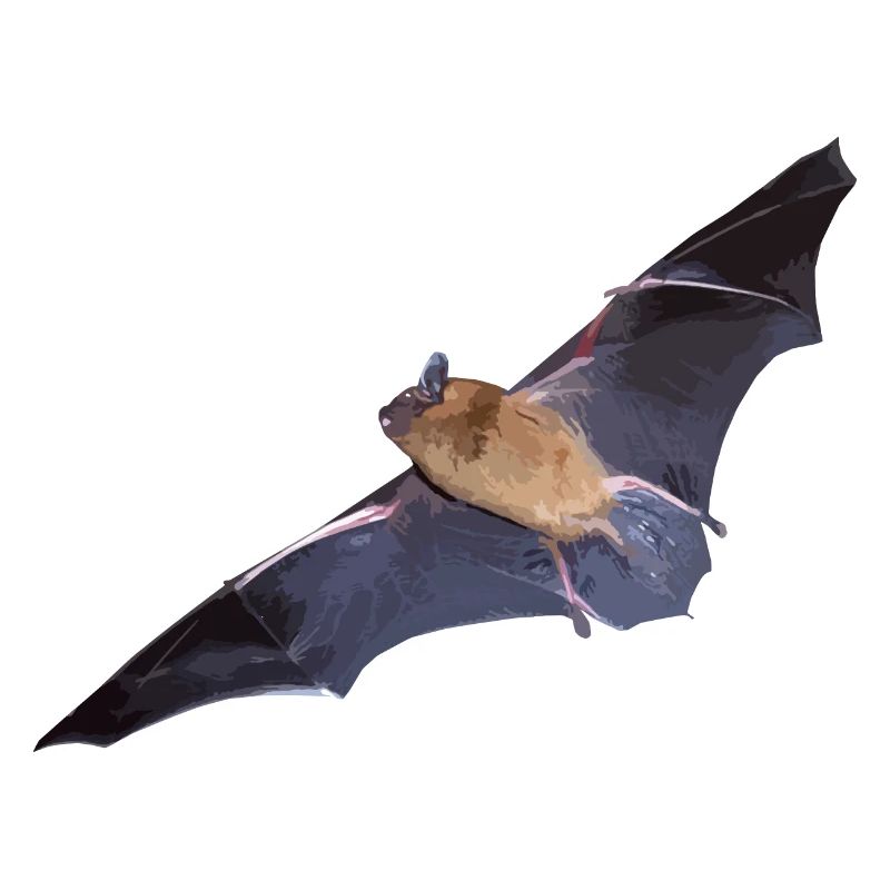 Bat