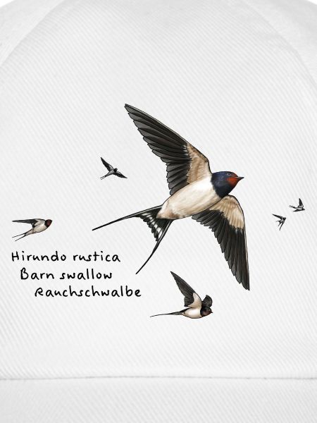 Swallows