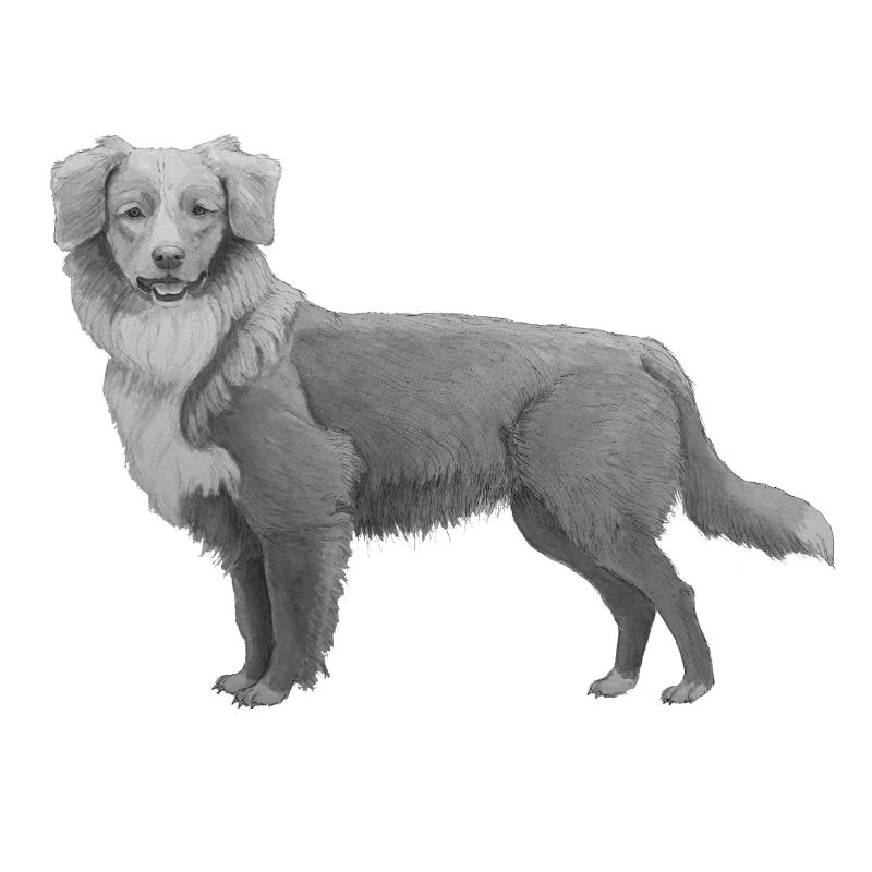 Retriever de la Nouvelle-Écosse