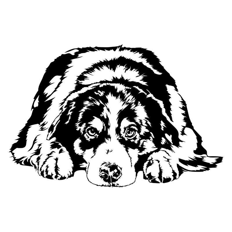 AUSTRALIE SHEPHERD Aussie Chiens Chiens Wilsigns