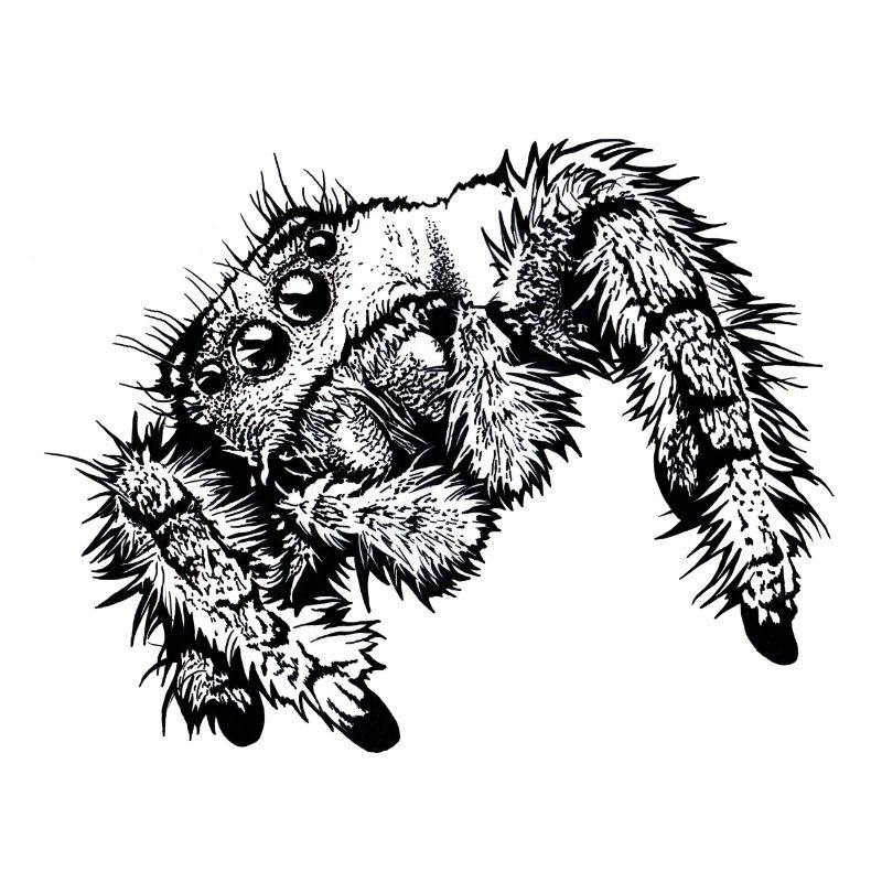 Springspinne