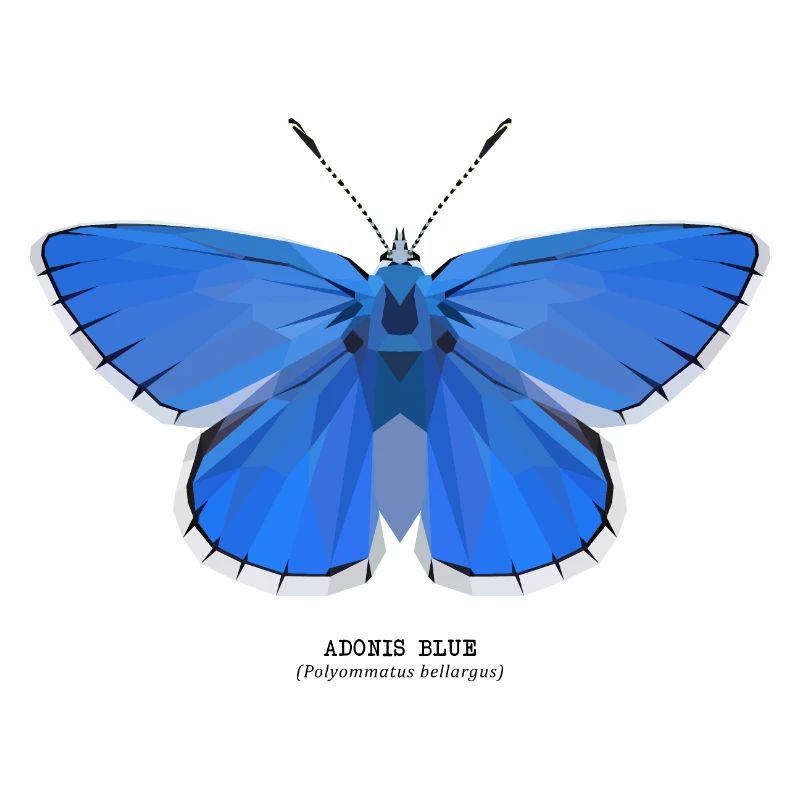 Adonis Blue