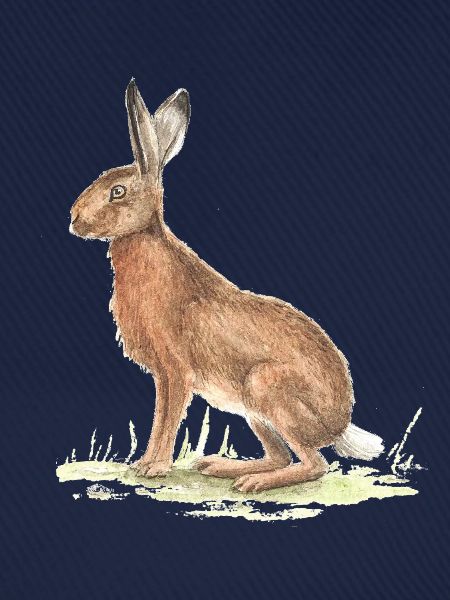 Hase