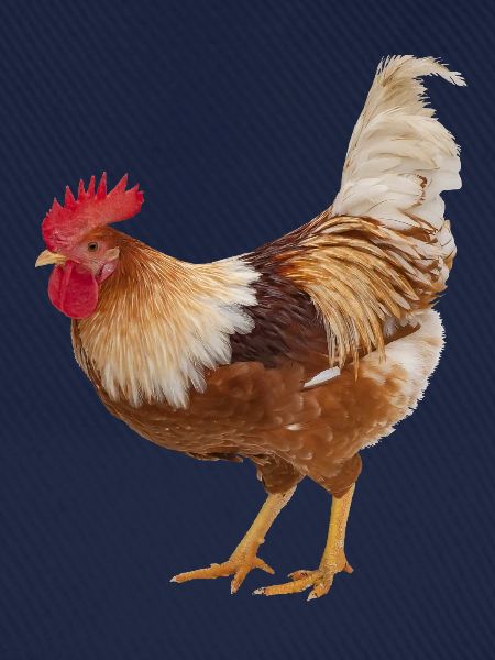 Hahn