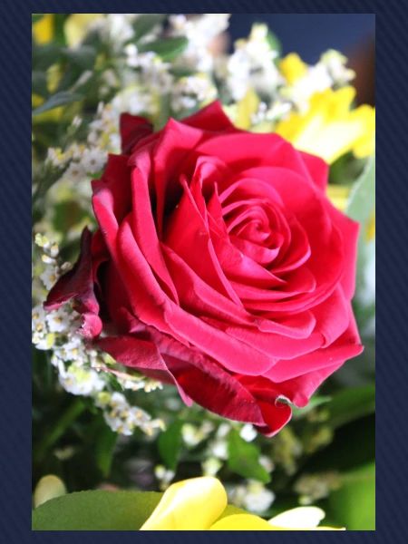 Rose