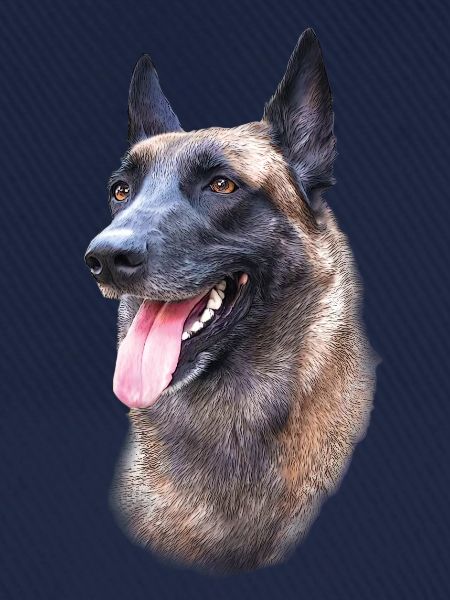 Malinois Hundekopf