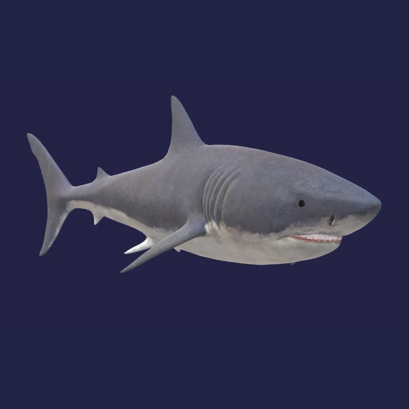 Requin