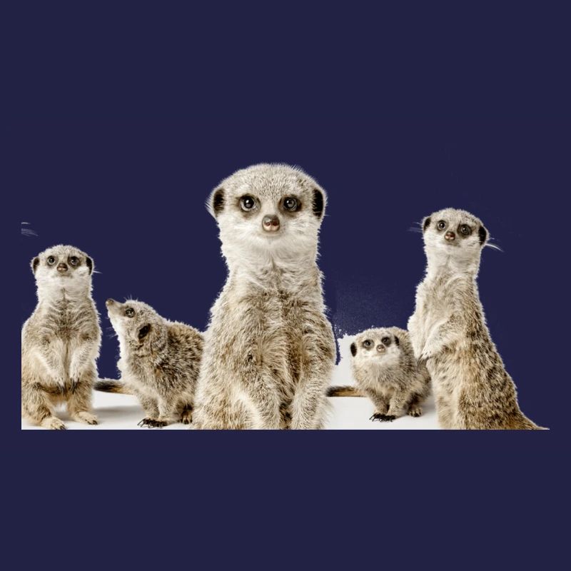 Erdhörnchen