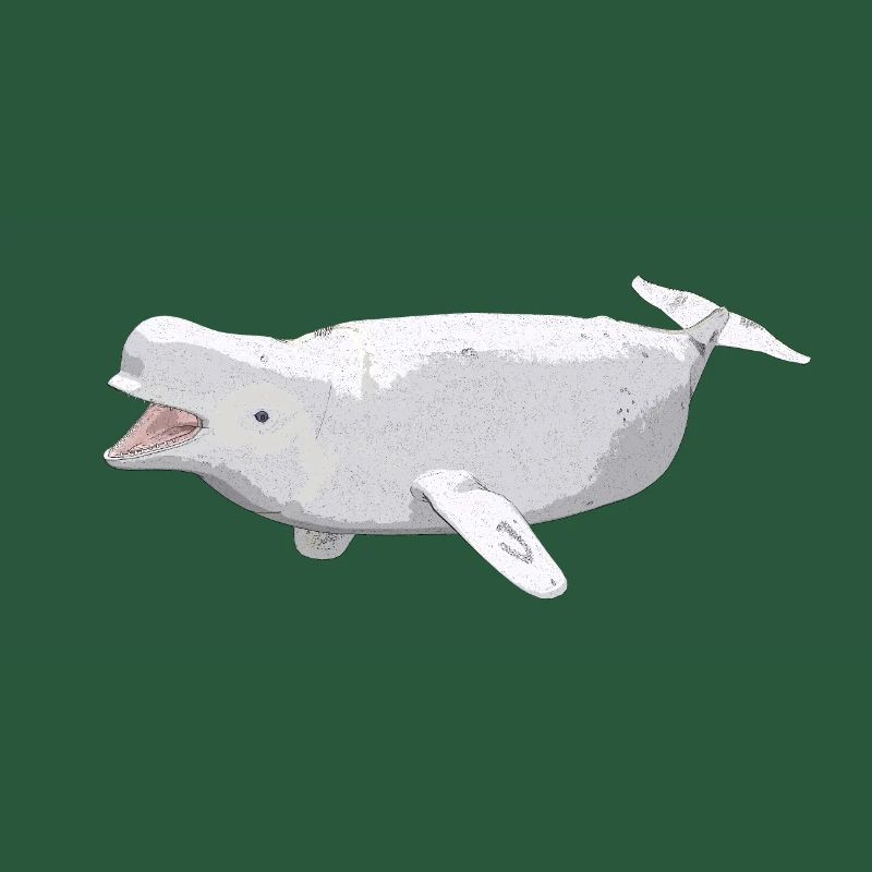 Beluga Wal, Geschenk, Geschenkidee