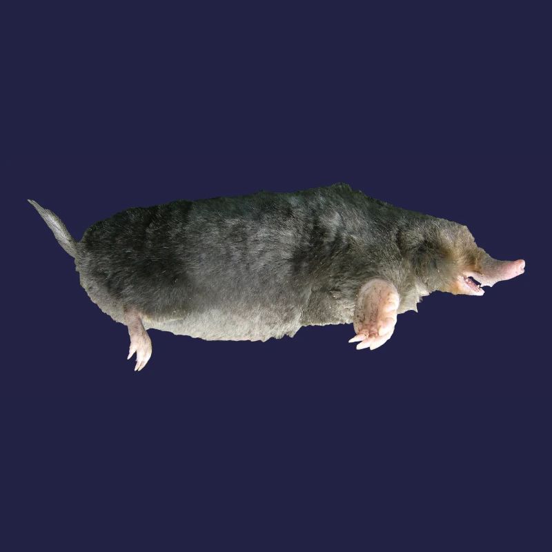 Mole