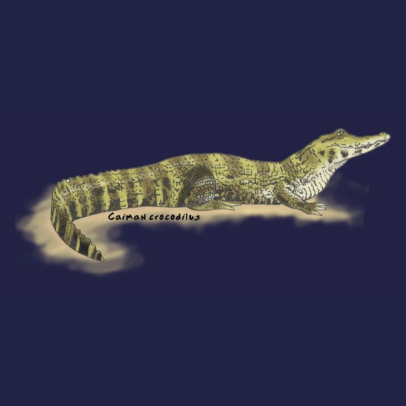 Baba (Caiman crocodilus)
