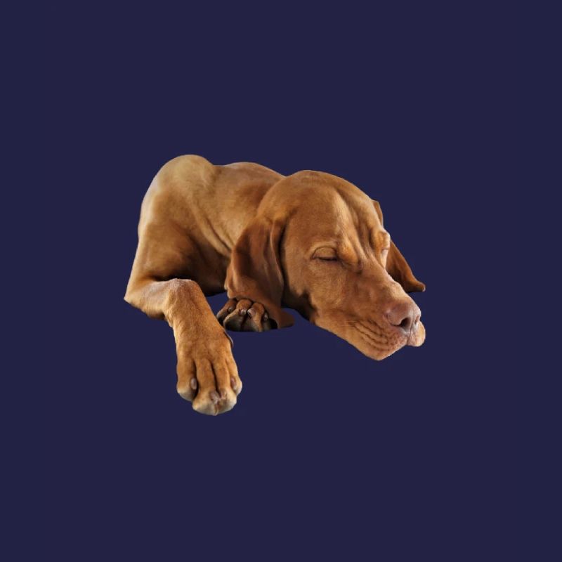 Weimaraner