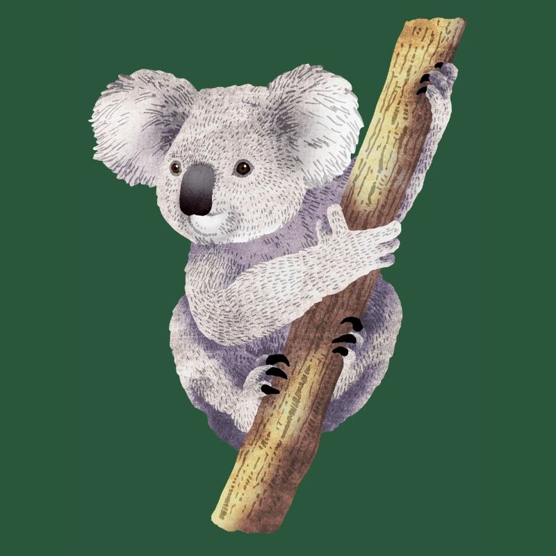 Koala 01