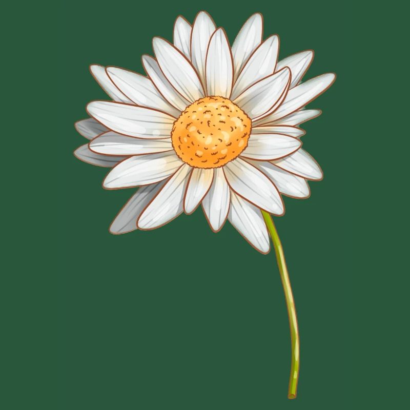 Gänseblümchen