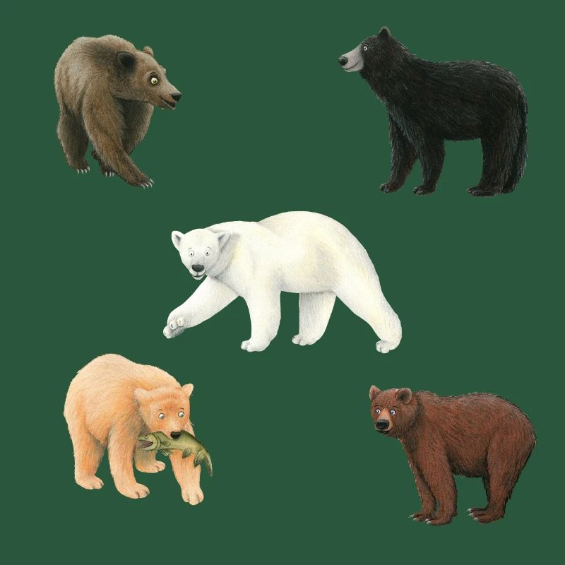 Bears