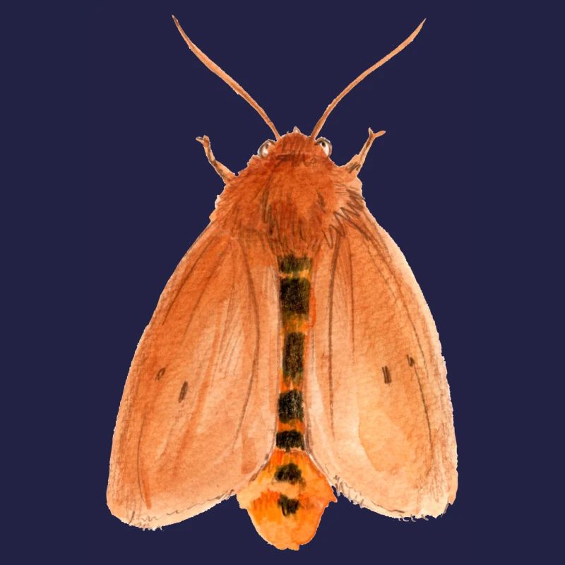 ruby tiger
