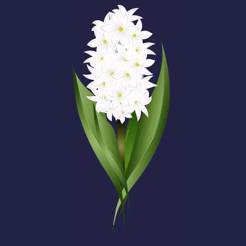 Jacinthe blanche – délicatesse sous forme de fleur