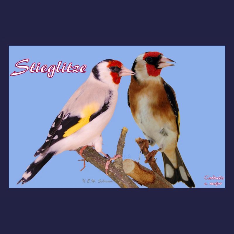 Stieglitze